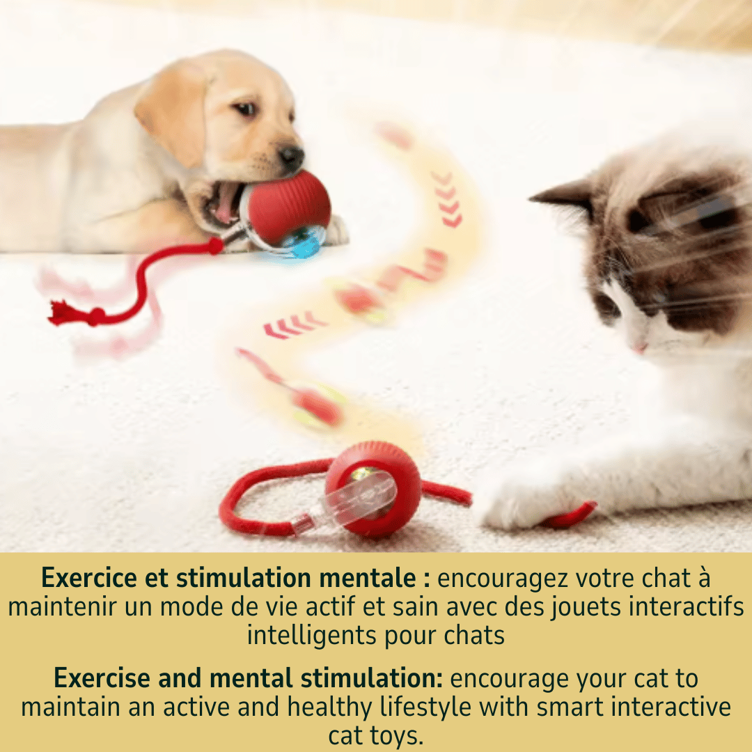Balle Automatique pour Chat