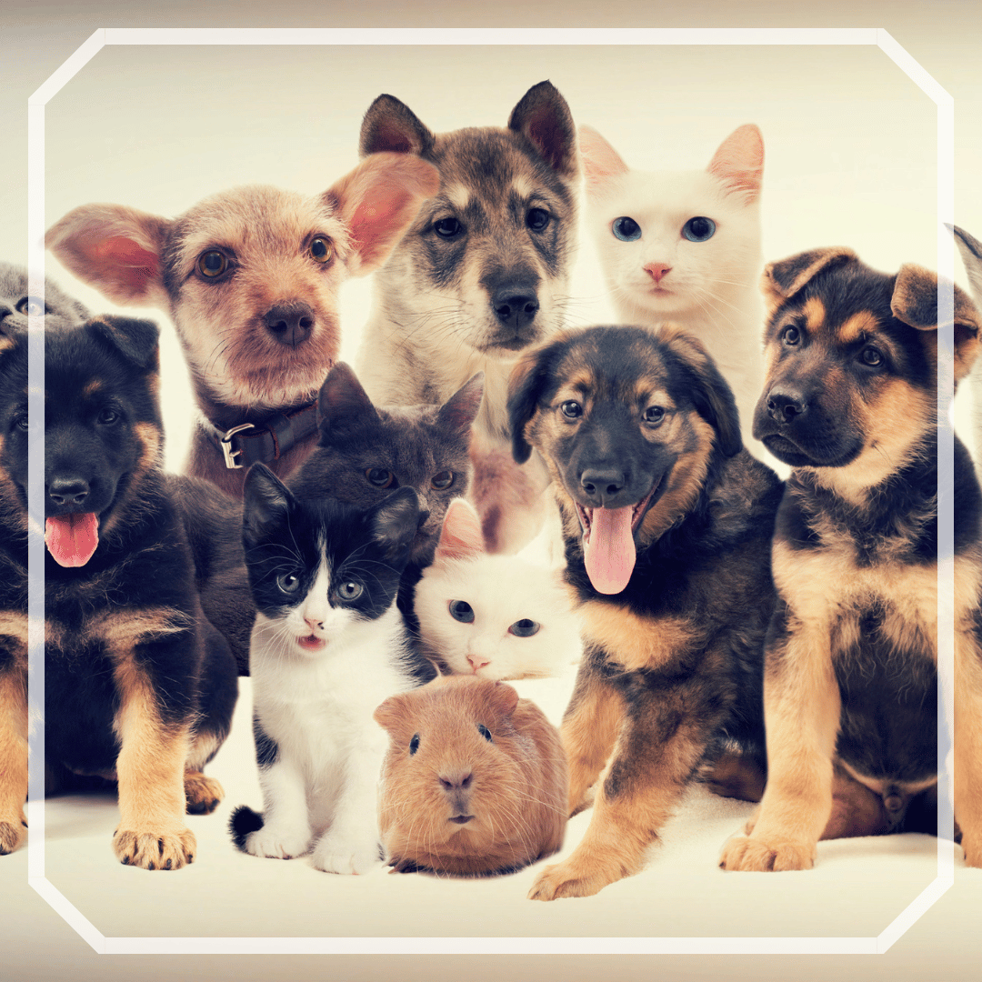 Animaux de Compagnie